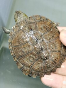 棱背侧颈龟乌龟宠物龟非西非沼泽龟健康活泼深水龟稀有品种天使眼