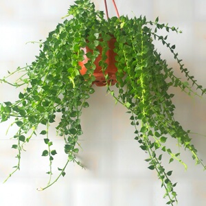 百万心室内吊篮花卉植物盆栽吊金钱垂挂小多肉绿植防辐射趣味藤蔓