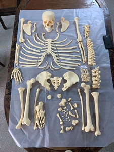 仿真人比例 人体骨骼散骨模型 骨架标本模型美术医学艺用骨科 游离骨