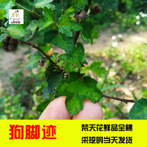 广东农村直销新鲜中草药狗脚迹 梵天花白鹤穿云整棵500g满2斤包邮