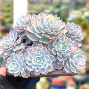 皮氏锦多肉植物新品肉肉盆栽精品贵货覆轮锦群生多头老桩控养绿植