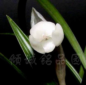 兰花 春兰 本园老种 新品晶莹剔透之(白玉荷)1000/苗