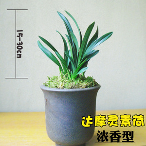 000人付款淘宝精品灵素达摩矮种建兰四季兰白花