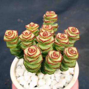 钱串子多肉 牡丹钱串 大钱串 寓意招财进宝趣味个性小盆栽 嘟嘟家