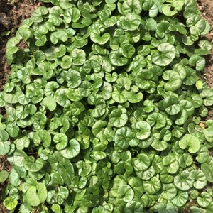 508人付款淘宝新货正宗小叶金钱草干中药材金钱草茶马蹄金500g包邮