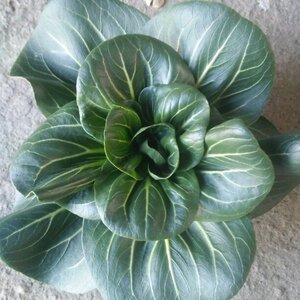 崇明农家霜冻苏州青 露天新鲜霜冻太湖青菜 黑菜 大青菜 4斤装