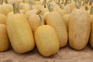 崇明岛特产黄金瓜新鲜蔬菜金丝搅瓜凉拌金瓜丝农家绞瓜7-8斤左右