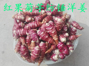 停发红色纺锤洋姜新鲜菊芋姜不辣红果地环小个鬼子姜一件五斤包邮