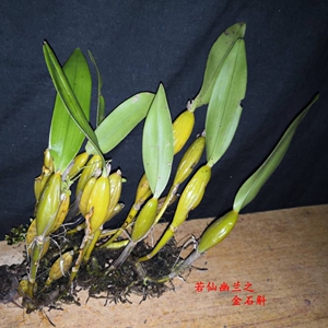 滇金 金果石斛 绿植 造景趣味 黄色晶莹 萌宠植物 好养易活