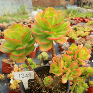 【绿手指出品】 红梅 多肉植物 群生老桩 趣味绿色盆栽 一物一拍