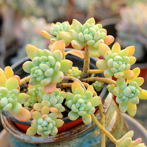 【绿手指出品】凝脂莲 多肉植物趣味群生老桩 一物一拍 24元包邮