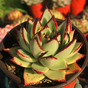 【绿手指出品】乌木红檀汁景天多肉植物一物一拍 老桩 满36元包邮