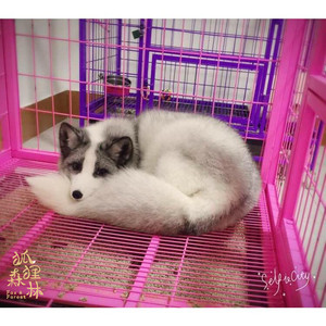 狐狸森林丨宠物狐狸白狐赤狐冰岛狐银黑狐熊猫狐白赤狐活体包运输