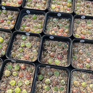 彩色毛汉尼一物一拍2年半苗红宝石水蜜桃0泡肉锥花番杏科多肉盆栽