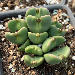 大型红边少将肉锥一物一拍群生赤耳蟹钳紫橙花番杏科阳台多肉植物