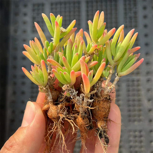 冰花多肉植物番杏科块根果冻色多肉植物雾冰阳台花卉趣味小盆栽