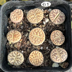 c44雀卵玉一物一拍整盆两年半生石花柘榴玉番杏科多肉植物盆栽花