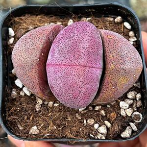 紫帝玉大颗生石花一物一拍红帝玉元宝母本番杏科阳台多肉植物组合