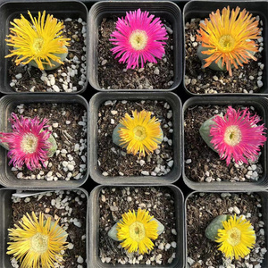 金铃玉紫橙红花混合母本一物一拍生石花番杏科多肉植物阳台花卉