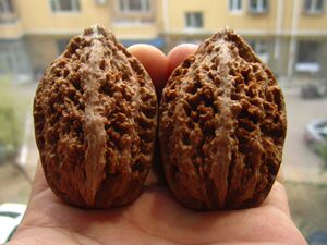 文玩核桃秋子蚂蚁纹