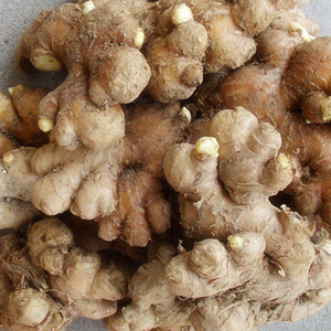 生姜小连姜正宗农家小黄姜新鲜老姜月子专用台州临海特产散装1斤