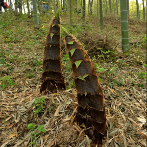 【大楠竹苗大型】大楠竹苗大型品牌,价格 - 阿里巴巴