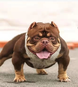 家养纯种恶霸犬幼犬美国恶霸巨型口袋体短毛狗斗牛犬宠物活体狗狗