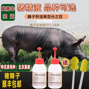 纯种猪精子猪精液大白长白杜洛克巴克夏北京黑猪精子