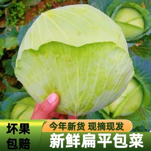 老品种扁平包菜5斤绿甘蓝农家自种卷心菜莲花白白菜生吃蔬菜沙拉