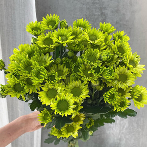 绿精灵鲜花小雏菊小皱菊邹菊稚鲜花云南直发基地昆明斗南花市绿色