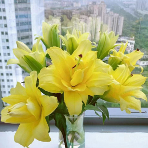 异国阳光重瓣百合云南斗南鲜花基地直发昆明花卉市场水养多瓣多层