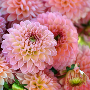 大丽花大吉大利云南斗南鲜花基地直发昆明花卉市场真花插花水养粉