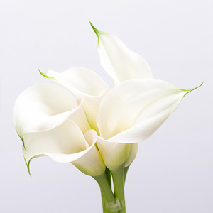 马蹄莲鲜花直批真花一扎包邮云南鲜花全国基地直发水养花束昆明