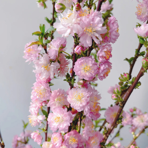 重瓣珍珠李云南昆明斗南鲜花基地直发花束家用水培红水养粉色樱花