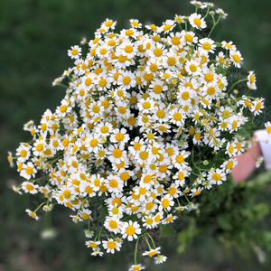 洋甘菊小雏菊花束云南直发昆明斗南花市插花水养真花小洋甘菊鲜花
