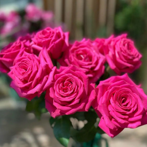 弗洛伊德玫瑰云南昆明斗南鲜花基地直发花束家用水养玫瑰花玫红色