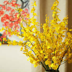 跳舞兰鲜花云南