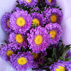 翠菊鲜花云南直发直批助农昆明基地花卉插花新鲜真花斗南水养菊花