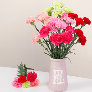 00童心依未泯12淘宝康仙花500克散装康馨花 康鲜花 云南康乃馨花搭