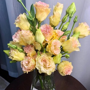 鲜花云南直发基地昆明斗南吉梗香槟色水养洋桔梗花桔梗花花卉市场