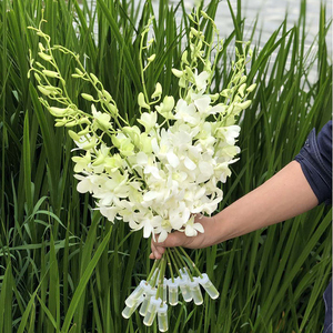 泰国白色洋兰的花语图片