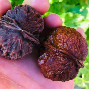 云南野生七彩云铁文玩地闷铁核桃2棱厚壳把玩铁疙瘩