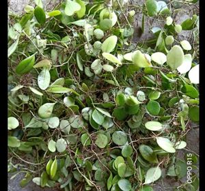 抱石莲 新鲜中药材  金龟藤 抱树莲 瓜子菜 石瓜子 瓜米菜 500克