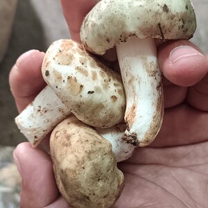 四川野生青头菌新鲜青冈菌鸡油菌野生蘑菇精品农户上山现摘发货