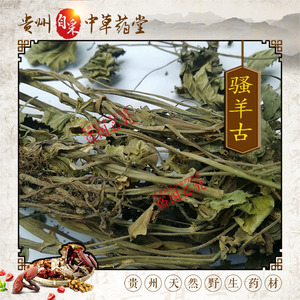 贵州野生中草药材 骚羊古全草 山当归 杏叶防风 骚羊古 半斤每包