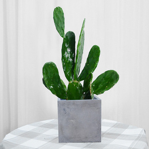 仙人掌盆栽多肉植物室内客厅办公室防辐射好养植物武汉绿植花卉