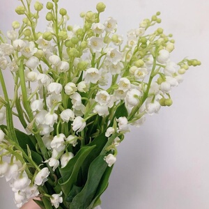 以花之名】进口日本铃兰鲜花婚礼新娘手捧花求婚高端花束顺丰水养