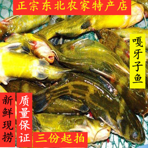 【真心】东北生鲜店 特产野生淡水产嘎牙子 鲜活牛尾巴鱼 速冻1斤