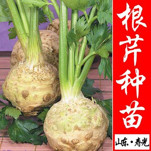 根花卉种球花毛茛洋牡丹种子室内阳台盆栽植物种子芹叶牡丹syjl