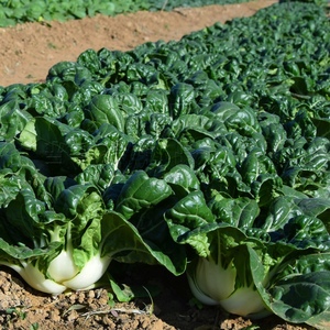 农家奶油白菜种子小白菜青菜黑油菜春季四季蔬菜种籽矮脚白菜种孑